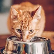 Alimentation pour chat