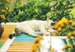 🐱 Nutrition du chat en été : bonnes pratiques pour une alimentation adaptée et équilibrée