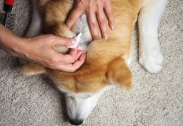 Antiparasitaires pour chien et chat : comment bien protéger votre compagnon ?