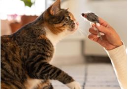 L'apprentissage du clicker pour les chats