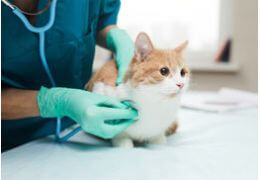 Les maladies courantes chez les chats