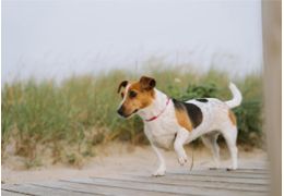 Lutter contre l'arthrose chez les chiens
