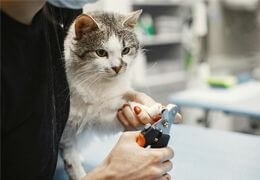 Les signes révélateurs de la santé d'un chat