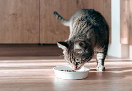 Nutrition optimale pour les chats